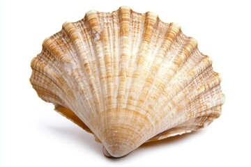 Obraz premium Seashell, detailed texture