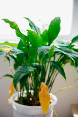Diseases of indoor plants. A fading spathiphyllum pet flower in a pot on the table.