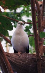 Beautiful Bali starling perched on a tree branch with green leaves that looks cool in the zoo