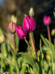 Tulip, flower in natural environment against green and flowers background, spring ornamental plants