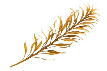 Beautiful seaweed branch showcasing natural golden hues for marine decor and design projects