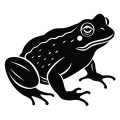 Cute green amphibian isolated on white