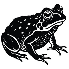 Cute green amphibian isolated on white