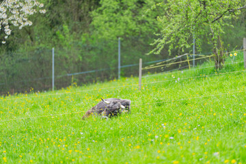 Cow herd breed named R&auml;tisches Grauvieh lying on meadow at Swiss City of Z&uuml;rich on a cloudy spring noon. Photo taken April 13th, 2025, Zurich Schwamendingen, Switzerland.