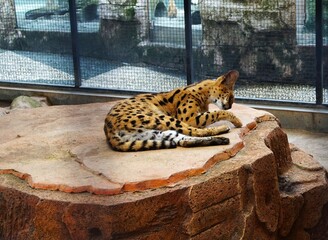 yogyakarta-indonesia, april 9, 2025, African Serval is relaxing and resting on a rock, this wild cat is aggressive and agile