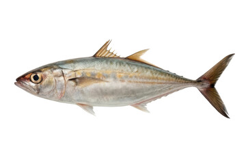 Obraz premium Fresh whole fish for cooking and culinary preparation in seafood dishes