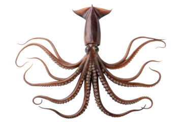 Colorful octopus exploring underwater habitat in vibrant ocean environment for marine life education