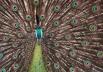 Obraz premium Beautiful peacock spreading its feathers, tail with unique and cool pattern like intimidating eyes