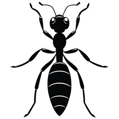 ant vector