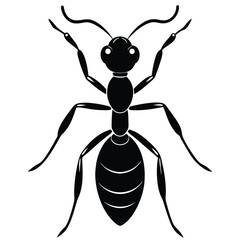 ant vector
