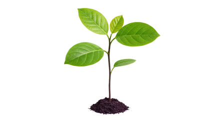 Isolated Sprout in Soil