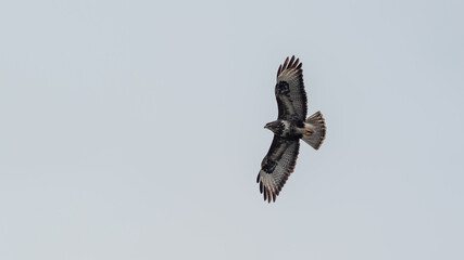 Fototapeta premium Fliegender Mäusebussard