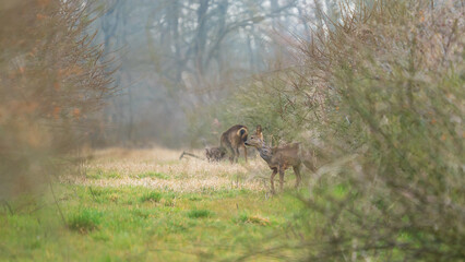 Roe deer in the wild