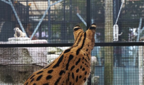 beautiful serval sitting and relaxing on a rock, beautiful brown serval cat with black spots