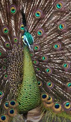 Obraz premium beautiful peacock spreading its tail, green peacock opening its tail, with a unique tail pattern like an eye
