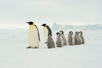 Emperor Penguins with chicks in Antarctica 