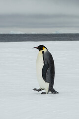Fototapeta premium Emperor penguin. isolated on white background