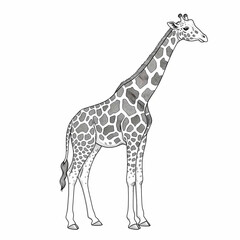 Naklejka premium Elegant Giraffe Illustration Detailed Line Art of a Giraffa Camelopardalis