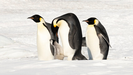 Fototapeta premium Emperor Penguins with chicks in Antarctica 