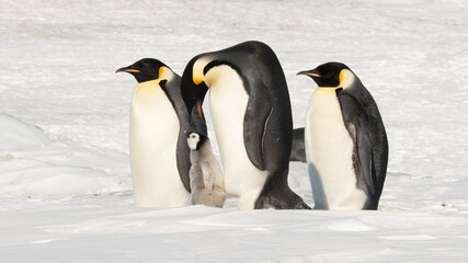 Emperor Penguins with chicks in Antarctica 
