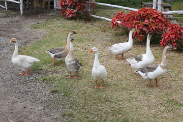 A group of wild geese seen in South Cotabato, Philippines