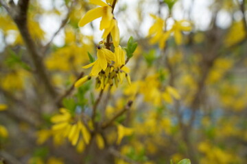 黄色のレンギョウの花