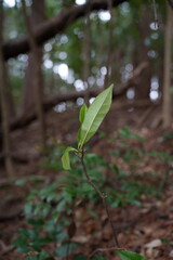 山の中に生える草木