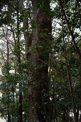 Fototapeta premium 森の中の木々