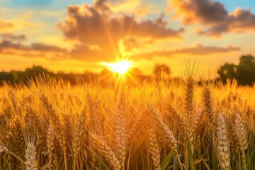 The setting sun paints the sky over a rural wheat field, casting a golden glow over ripening ears of wheat, offering a rich harvest concept with room for text