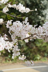桜の花が満開