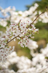 桜の花が満開
