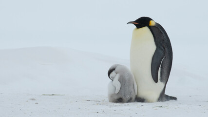 An Emperor Penguin with chick at the Emperor Penguin Colony at Snow Hill, Weddell Sea, Antarctica. October 2018.  © Silver