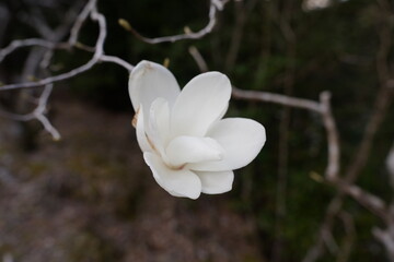 山の中に咲くモクレンの花