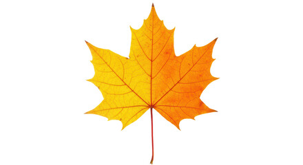 Isolated Autumn Maple Leaf
