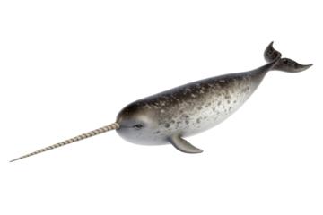 Unique characteristics of the narwhal in arctic waters, highlighting its long tusk and powerful swimming abilities