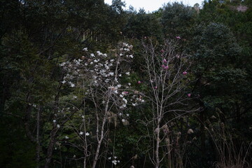 山の中に咲くモクレンの花