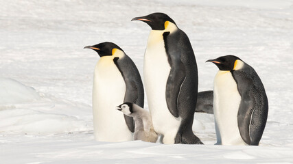 Emperor Penguins with chicks in Antarctica 