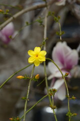 一輪の黄色い花