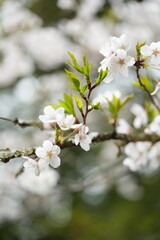 桜の花が満開