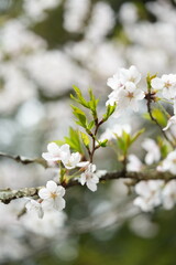 桜の花が満開