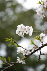 桜の花が満開