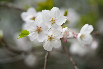 桜の花が満開