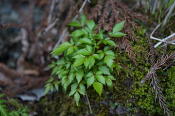 湿った場所に生息する草花