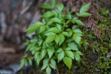 湿った場所に生息する草花