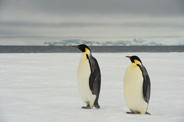 Emperor Penguins on the ice in Antarctica 