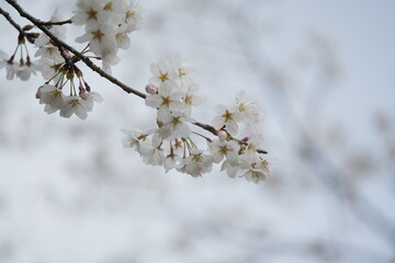 桜の花が満開