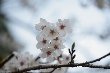 桜の花が満開