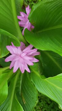 A closeup shot of wild turmeric also known as Curcuma aromatica taken in Sahyadri mountain range, Maharashtra.