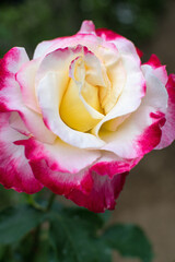 赤いフチのバラの花