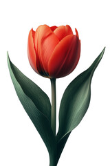 Fototapeta premium tulip isolated on white background, clean composition, botanical style